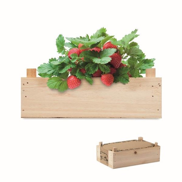 Obrázky: Sada pro pěstování jahod v dřevěné přepravce, Obrázek 1