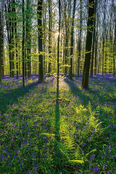 Obrázky: MAGIC NATURE, nástěnný kalendář 330x600 mm, Obrázek 5